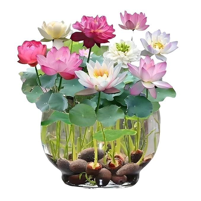 Way2grow™ Japanese Lotus Seeds (100 Premium Seeds)