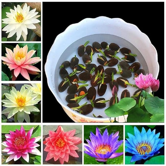 Way2grow™ Japanese Lotus Seeds (100 Premium Seeds)