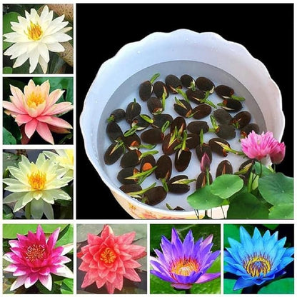 Way2grow™ Japanese Lotus Seeds (100 Premium Seeds)