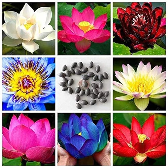 Way2grow™ Japanese Lotus Seeds (100 Premium Seeds)